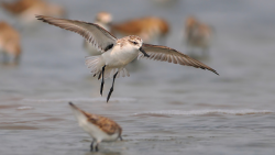 Scientists Behind The Upgraded Protection Of Spoon-billed Sandpipers - Cgtn