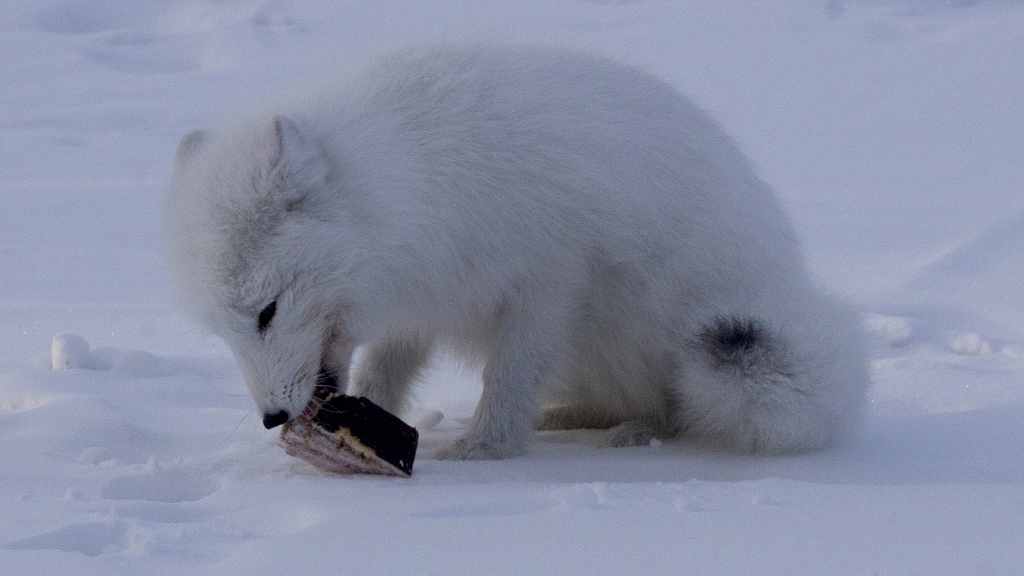 What Animals Eat An Arctic Fox At Colby Westlake Blog What Animals Eat An Arctic Fox At Colby Westlake Blog