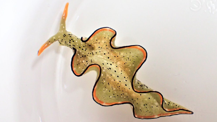 Heads up: Some sea slugs grow new bodies after decapitation - CGTN