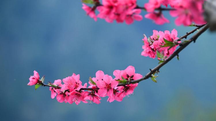 Vivid purplish red peach flowers bloom in C China - CGTN