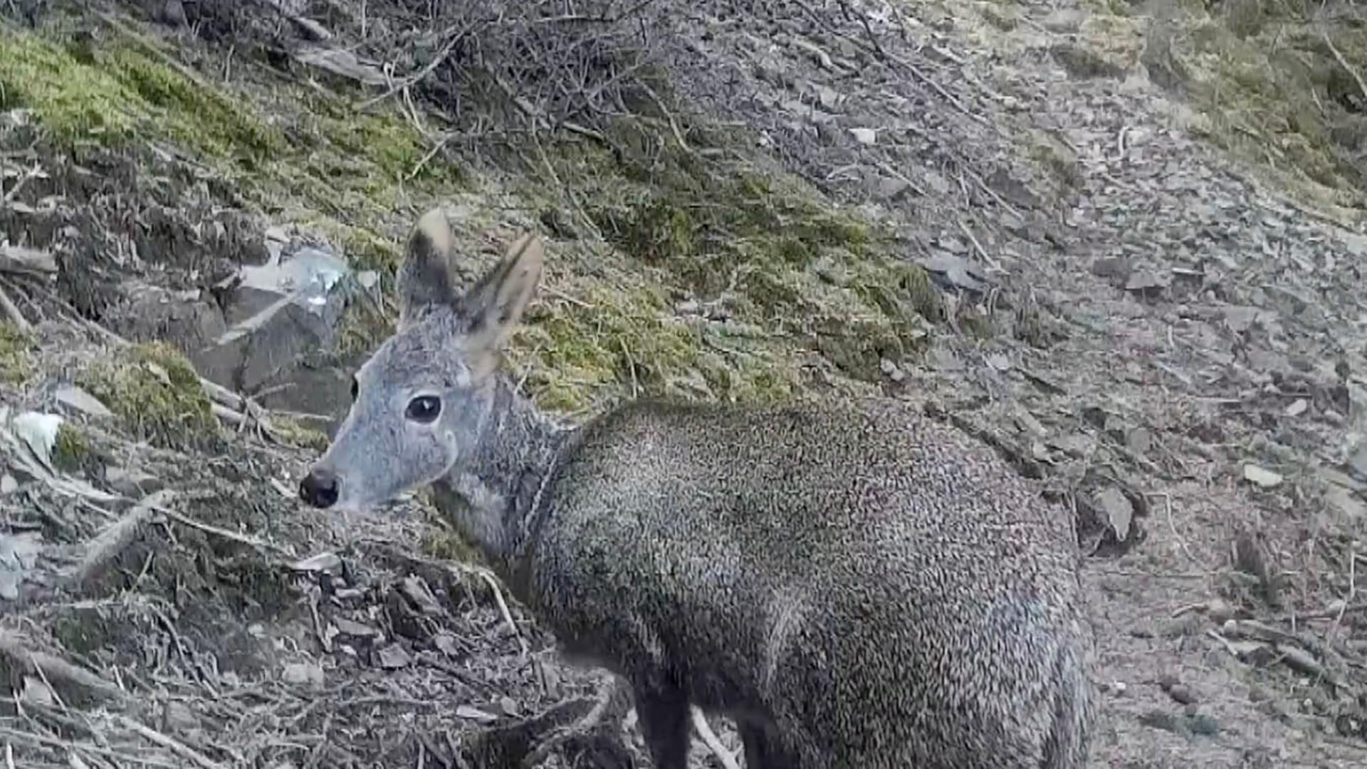 Rare alpine musk deer spotted in N China - CGTN