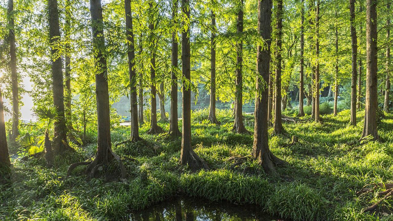 China Continues Its Forestation Campaign - CGTN