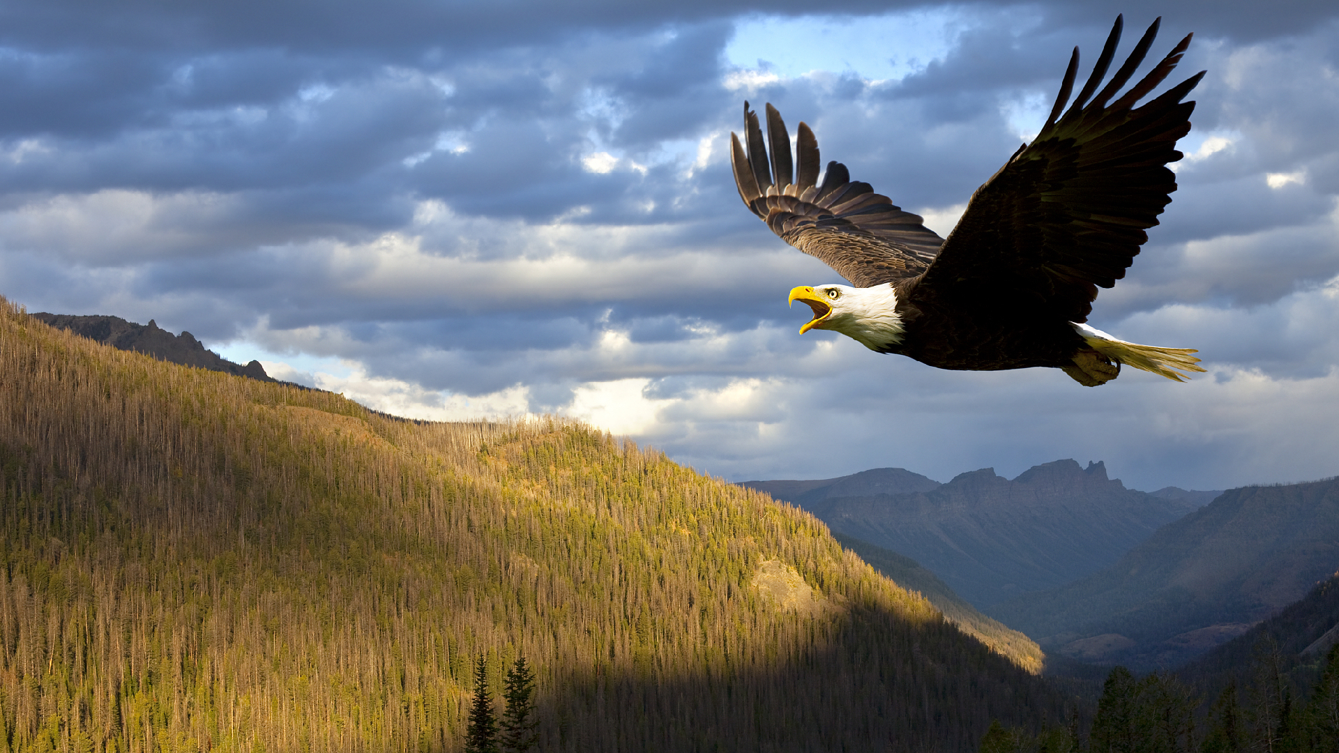 Bald Eagles in Big Bear Lake - Big Bear Lake