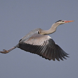 Beijing's Nanhaizi Park welcomes large flock of grey herons - CGTN