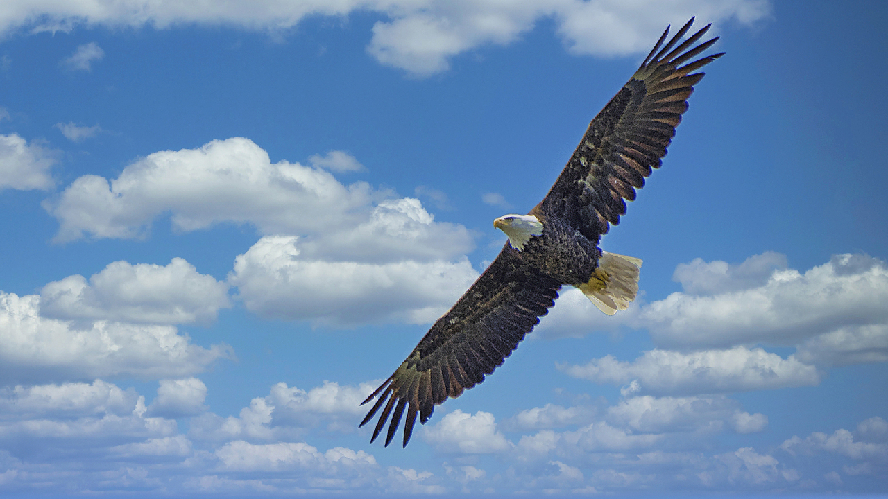 Live: A pair of bald eagles nest at Big Bear Lake in California - CGTN