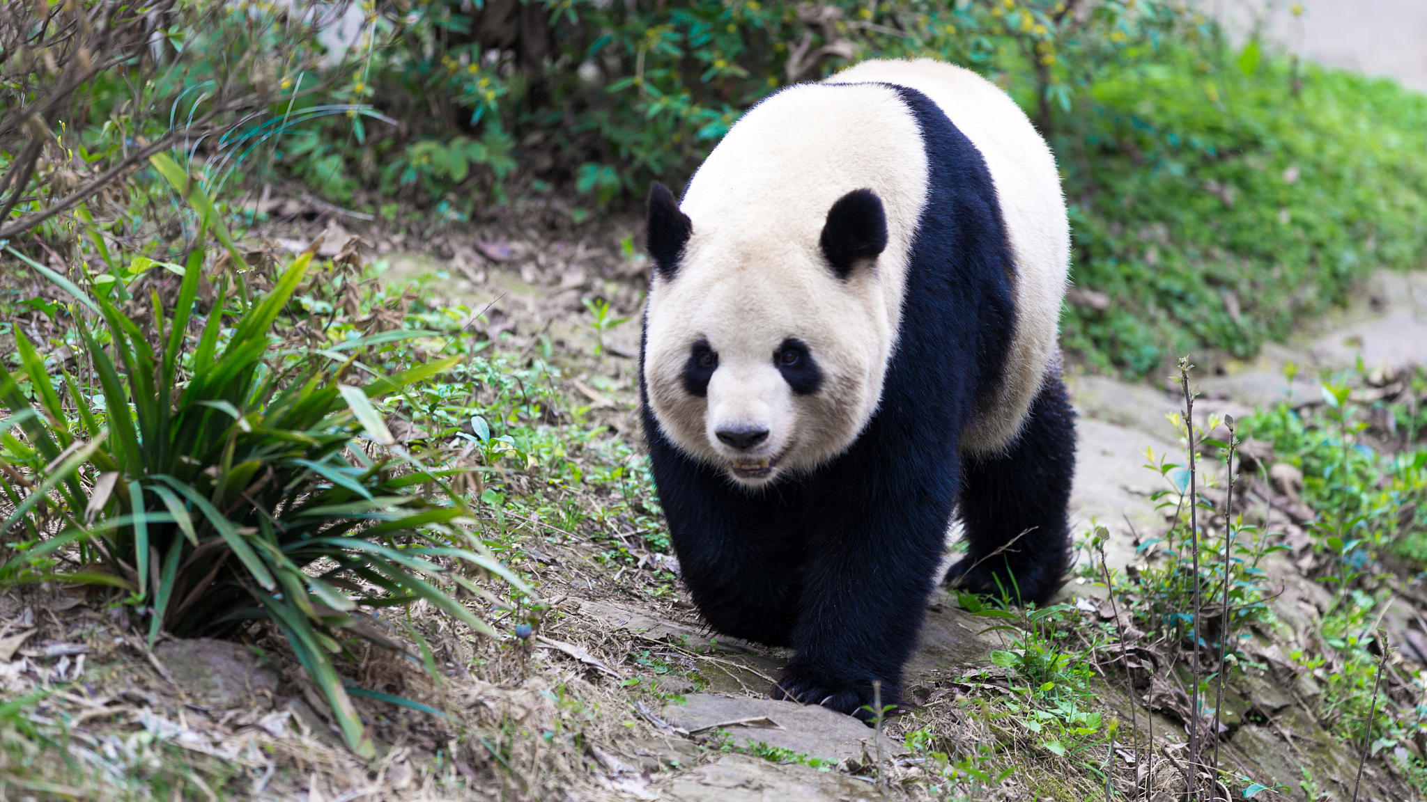Wild panda searches mate in nature CGTN