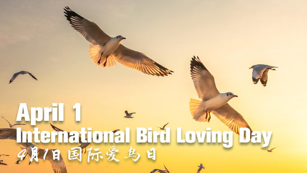 2021 International Bird Loving Day Love birds, love nature CGTN