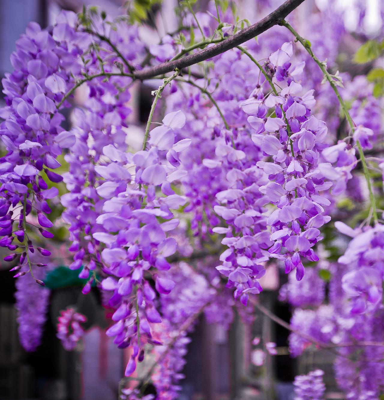 Pretty Chinese wisteria flowers bloom in NW China CGTN