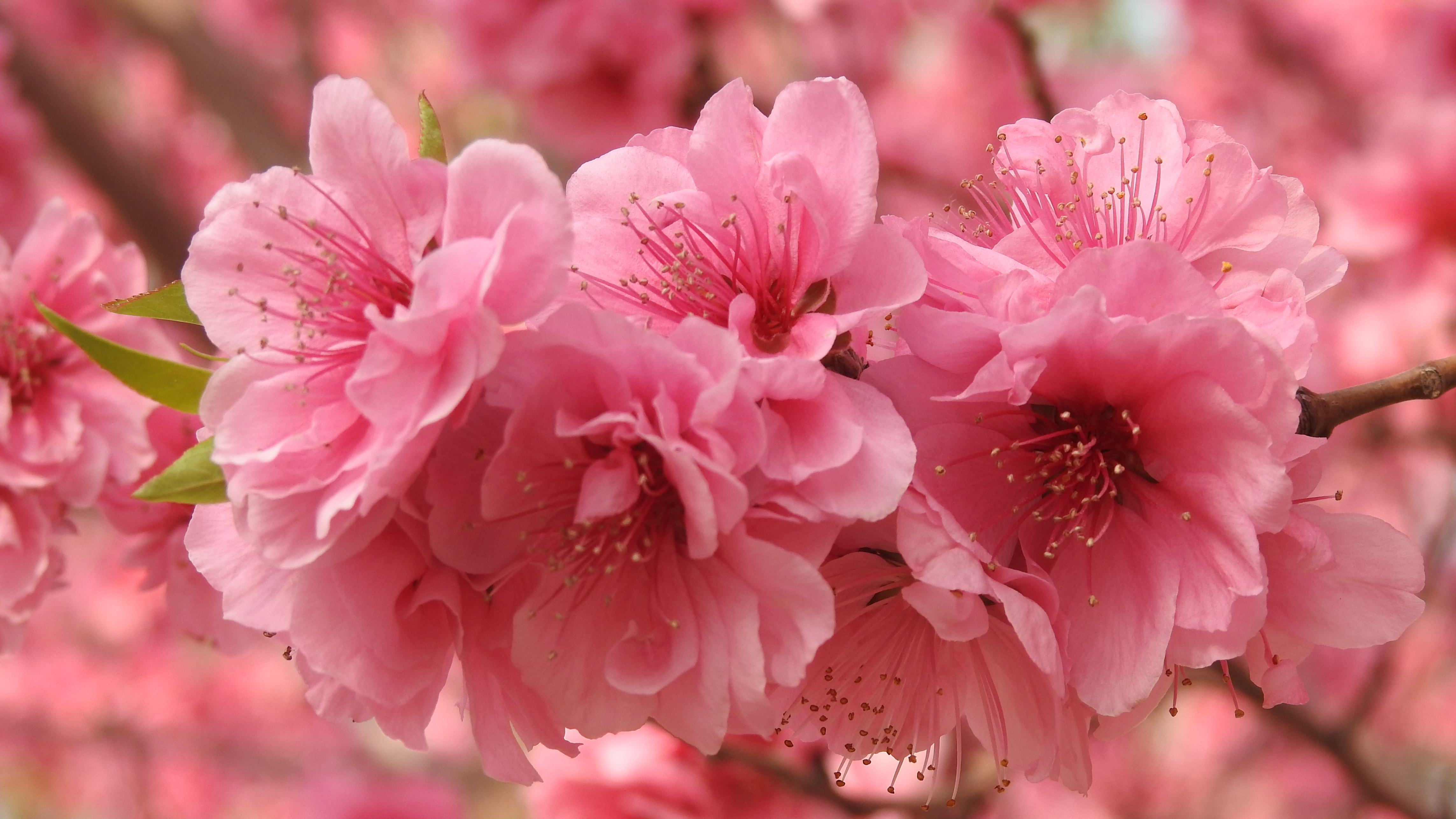 Meet the lovely peach blossoms in Beijing - CGTN