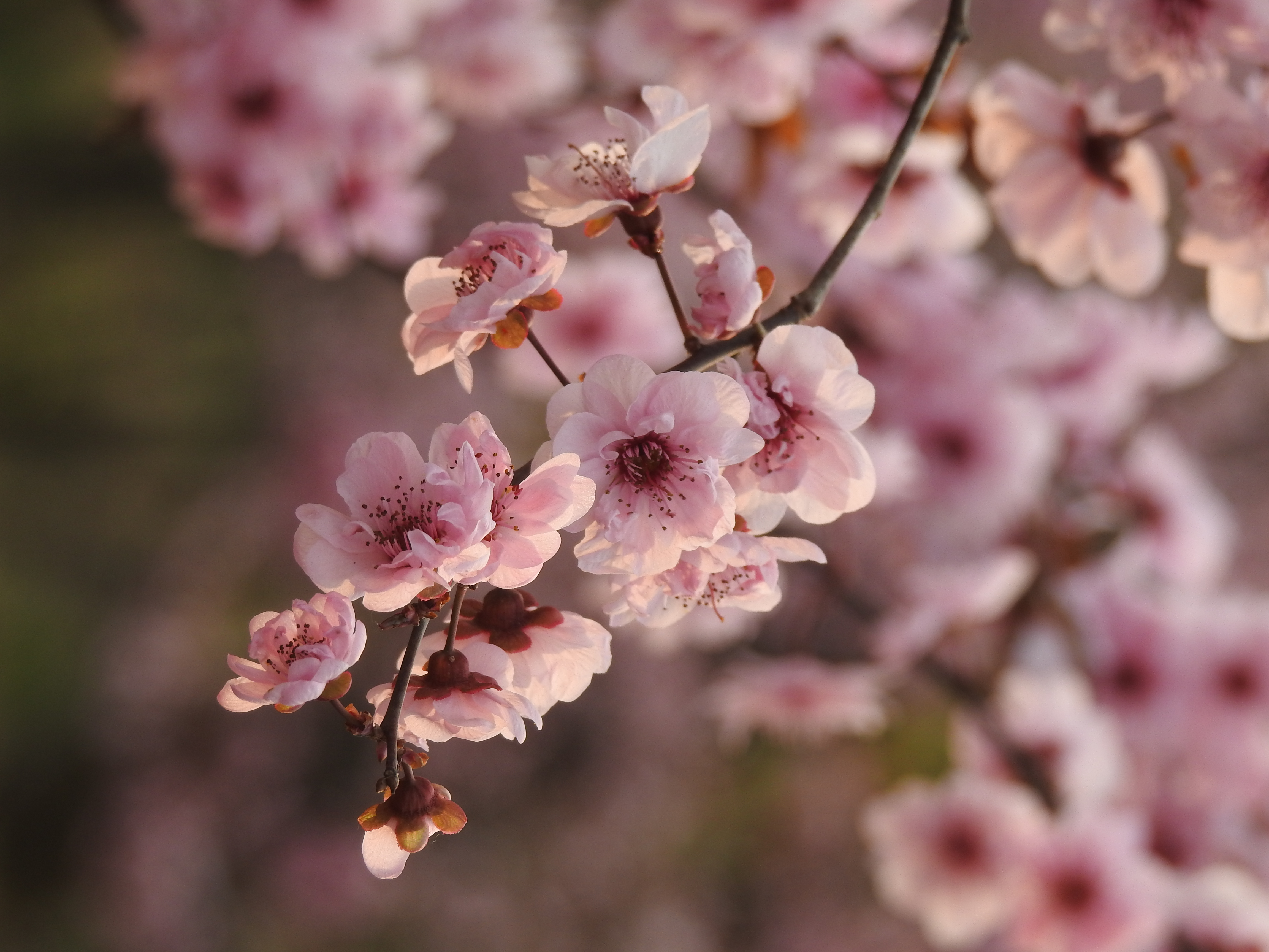 Beautiful hybrid plum blossoms bloom in Beijing Botanical Garden - CGTN