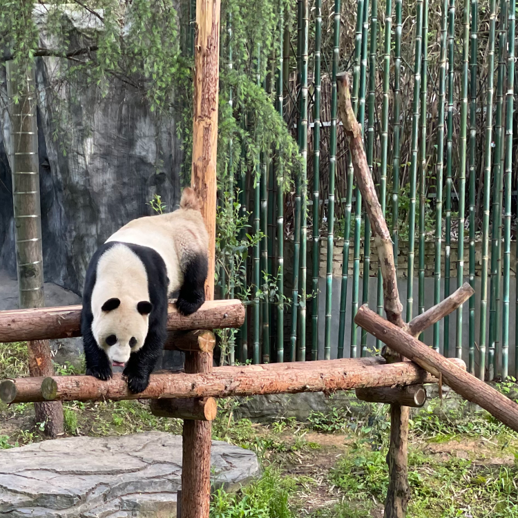 Live: A visit to the most animal friendly zoo in China - CGTN