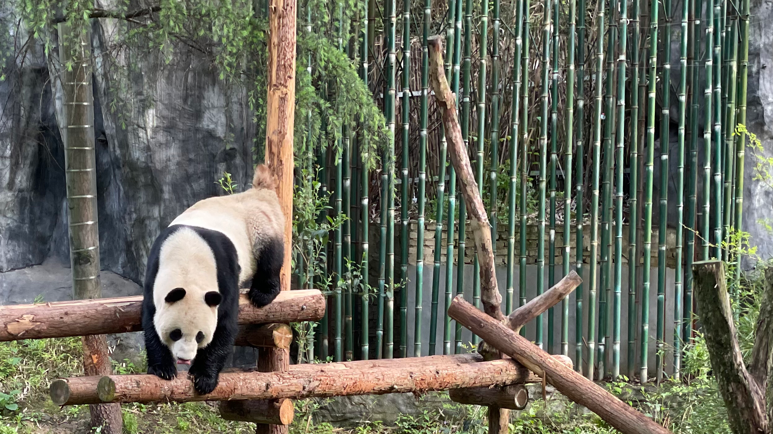 Live: A visit to the most animal friendly zoo in China - CGTN