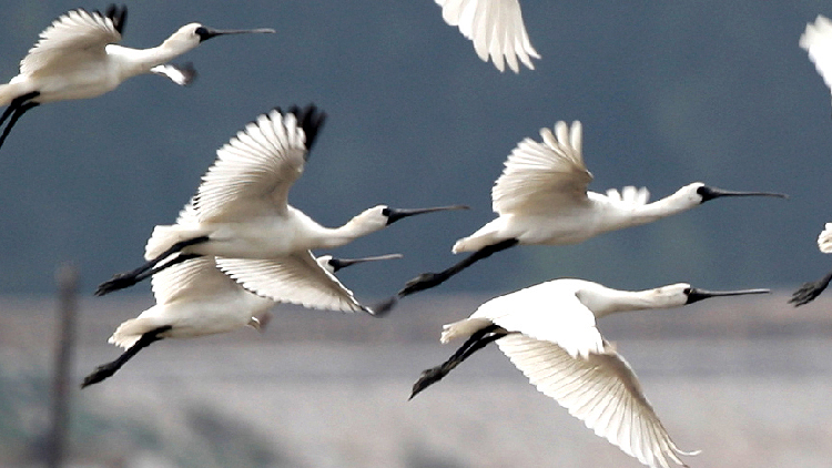 Black-faced birds enjoy the carefree life in northeast China - CGTN