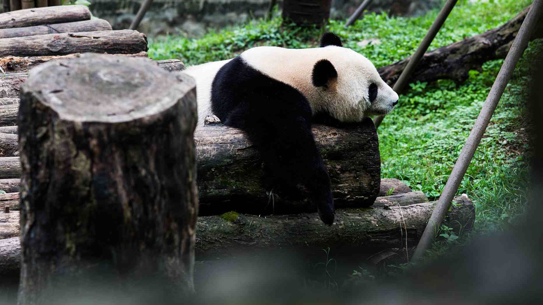 Live Virtual Encounter With Giant Pandas Cgtn