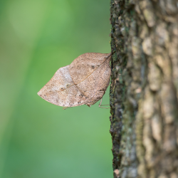 The dead leaf butterfly: Master of camouflage - CGTN