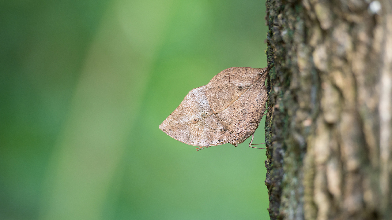 The dead leaf butterfly Master of camouflage CGTN