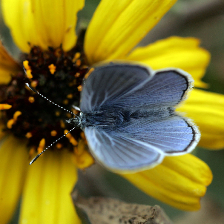 Palos Verdes blue One of the world's rarest butterflies CGTN