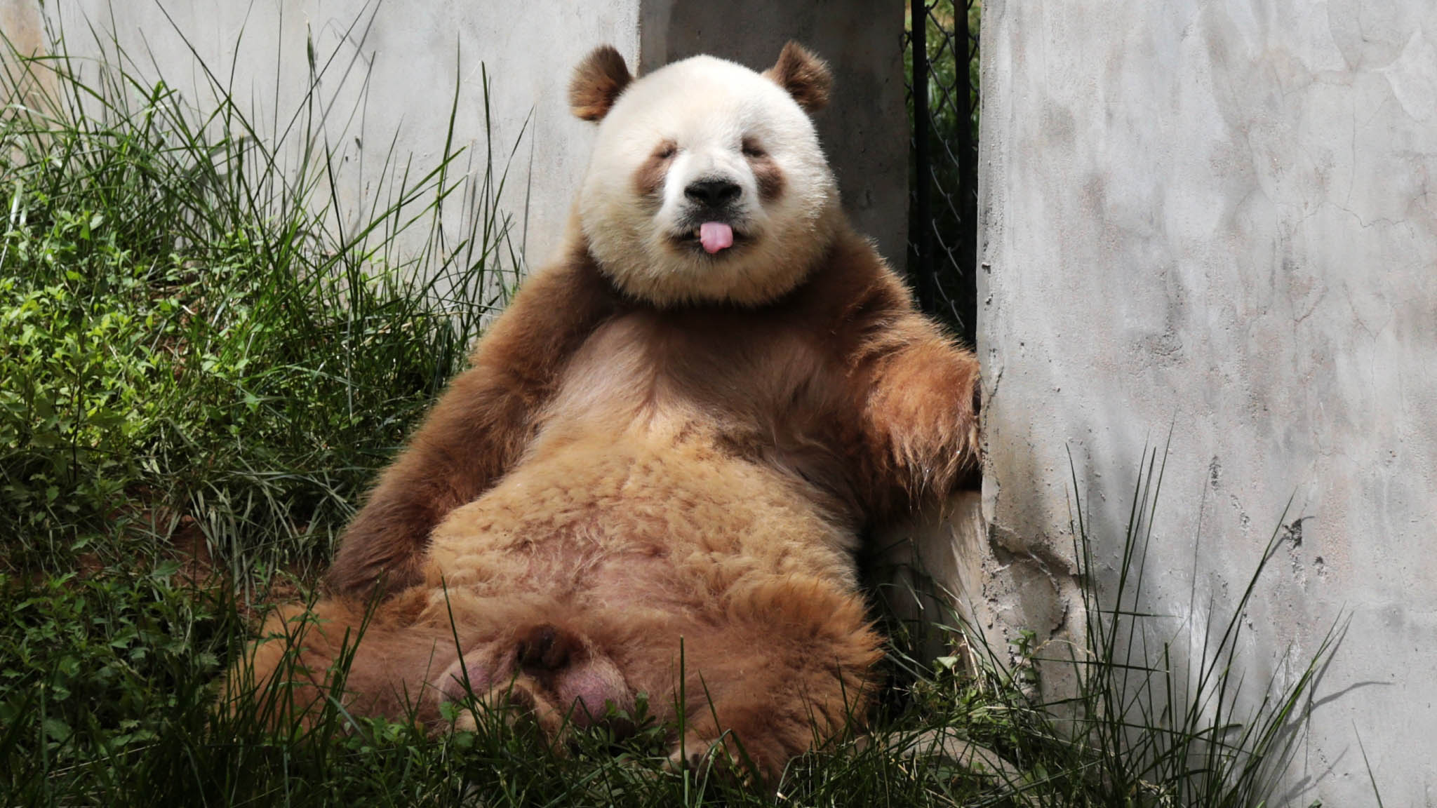 The World s Only Captive Brown Panda Meets The Public CGTN