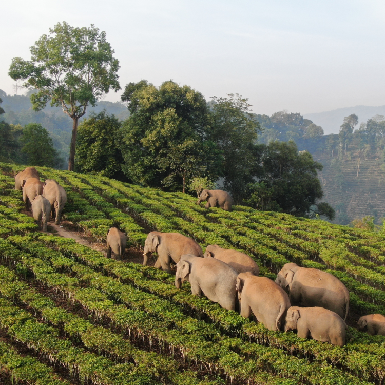 Wild Asian elephants migrate northward in SW China - CGTN