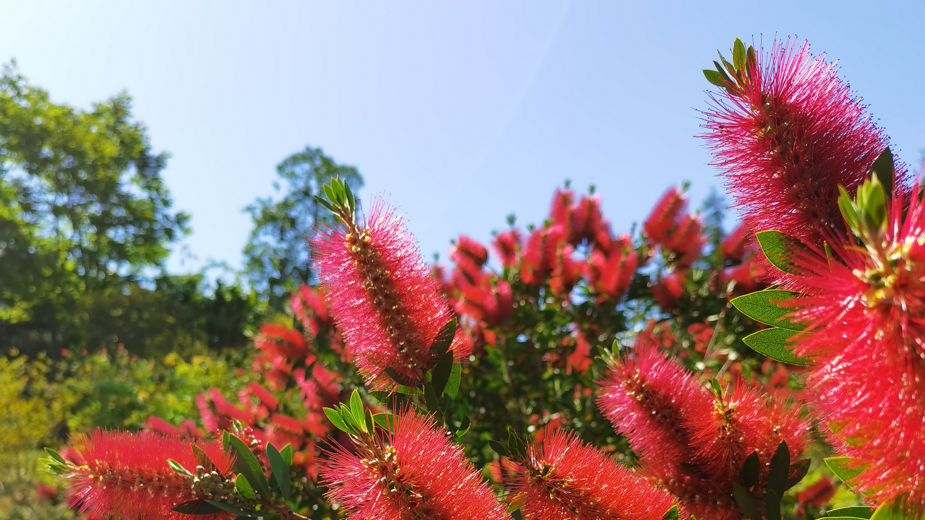 Bottlebrush: cultivation & care - Plantura