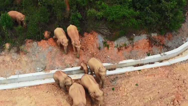 Herd Of 15 Yunnan Elephants Continue Migration Leave Experts Puzzled Cgtn