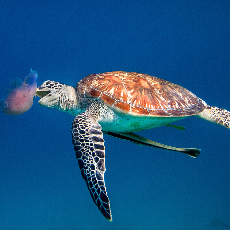 Our Coast: Saving injured sea turtles - CGTN