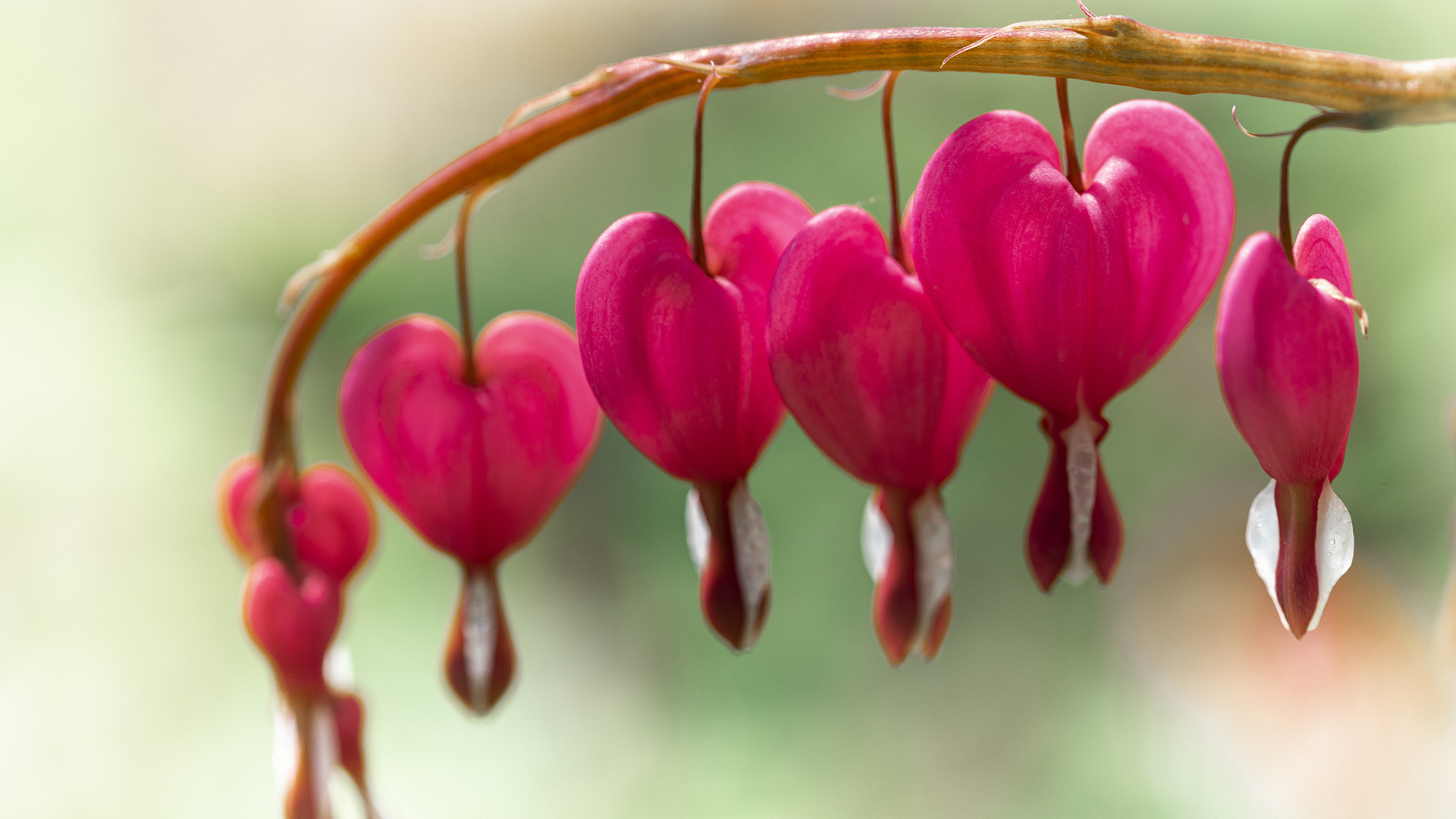 Heart Shaped Flower Heart Shaped Flower