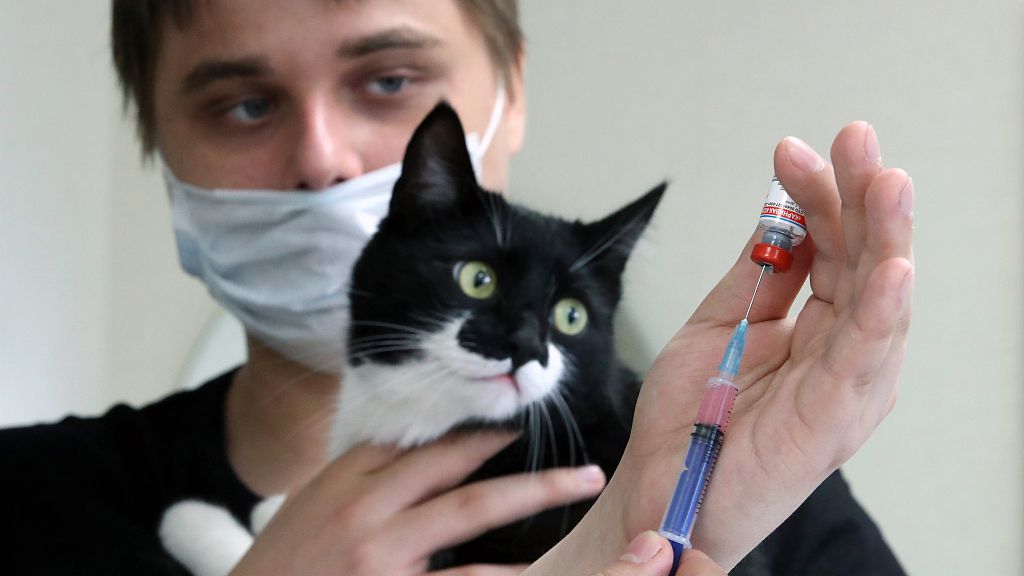 Russia rolls out COVID-19 vaccine for animals - CGTN