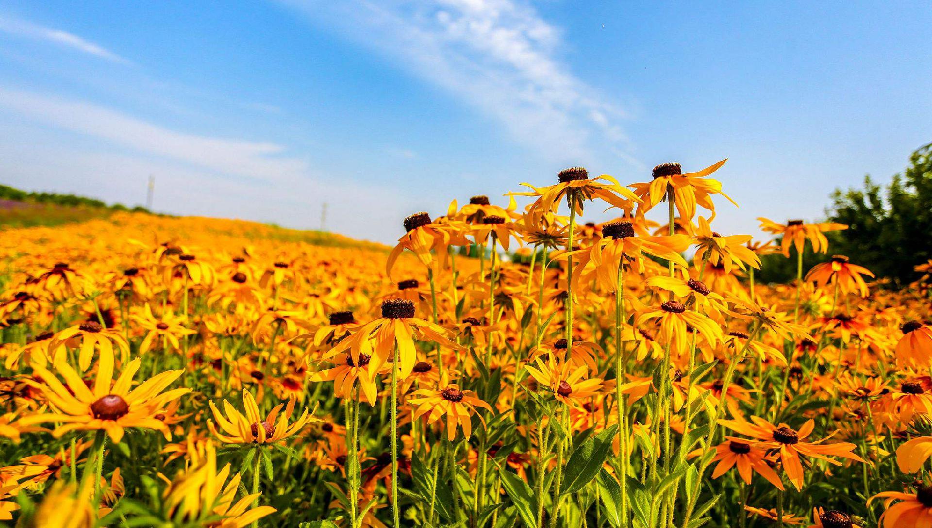 Sea Of Flowers In Handan City Attracts Tourists Cgtn