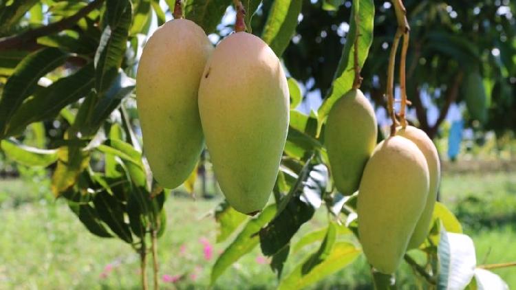 How mangoes become a key to a county's rural vitalization - CGTN