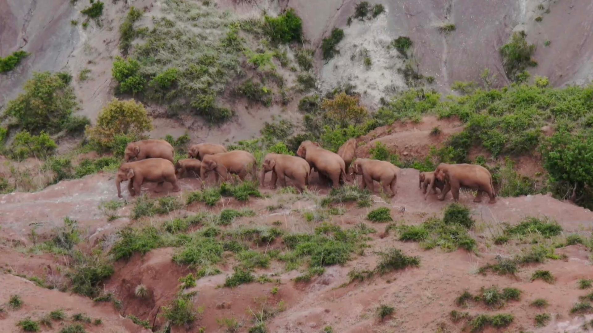 China's Migrating Elephant Herd Heads 9.3 Km Further North - CGTN