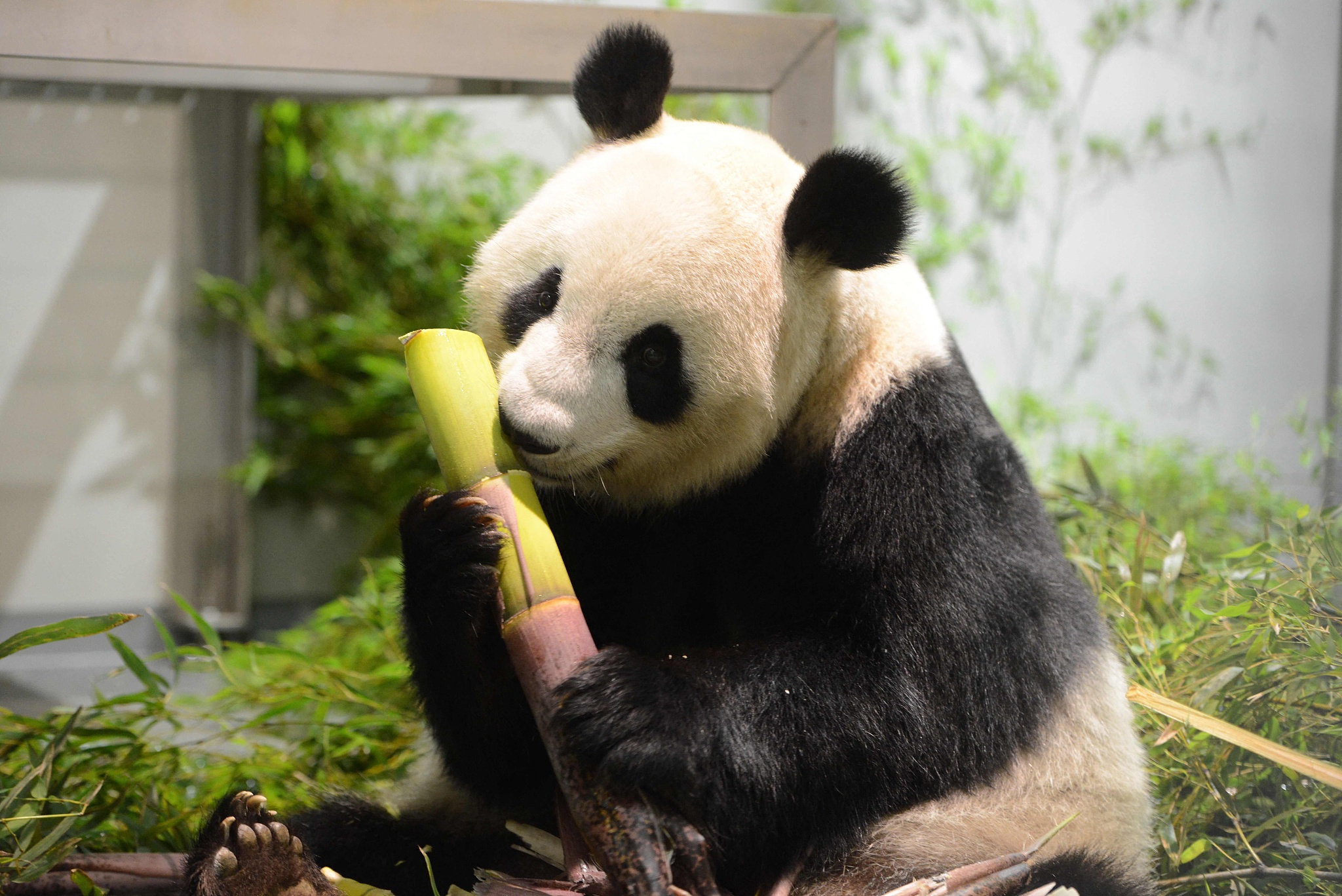 El oso panda es herbívoro