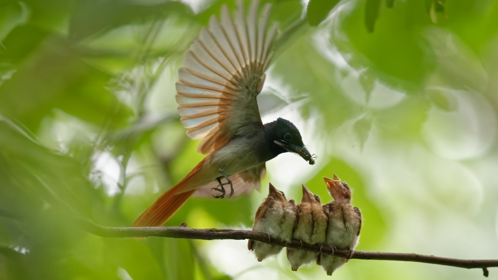 In raising offspring, bird parents are equal partners - CGTN