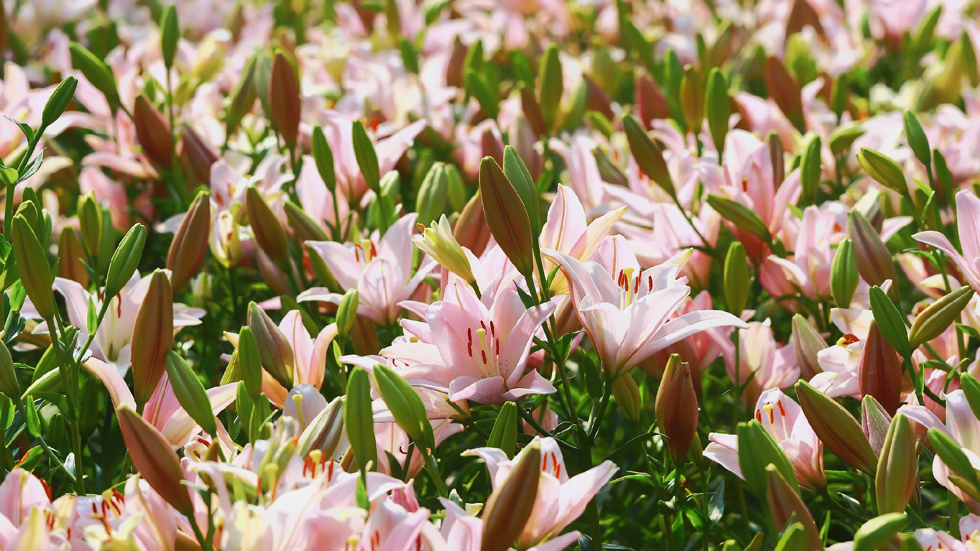 Live: Lilies in bloom tell how locals strive for Xiaokang in NE China ...