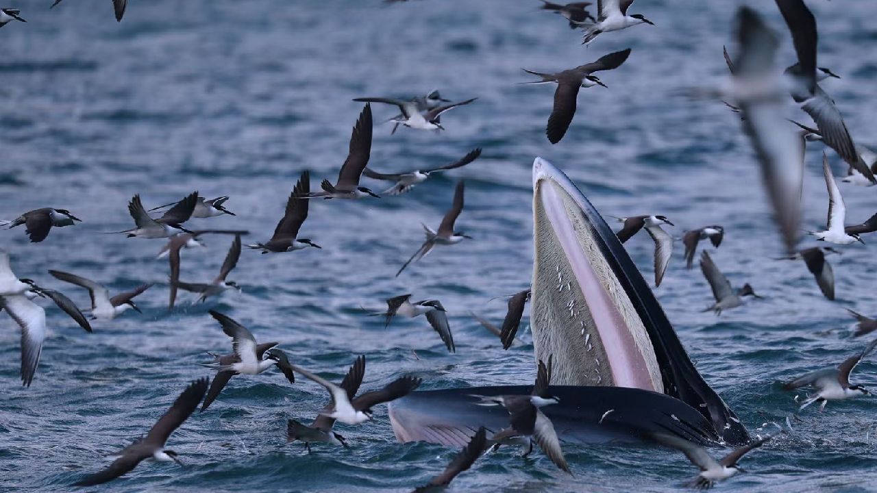 A Bryde's Whale With A Good Appetite Visits S China's Shenzhen - CGTN