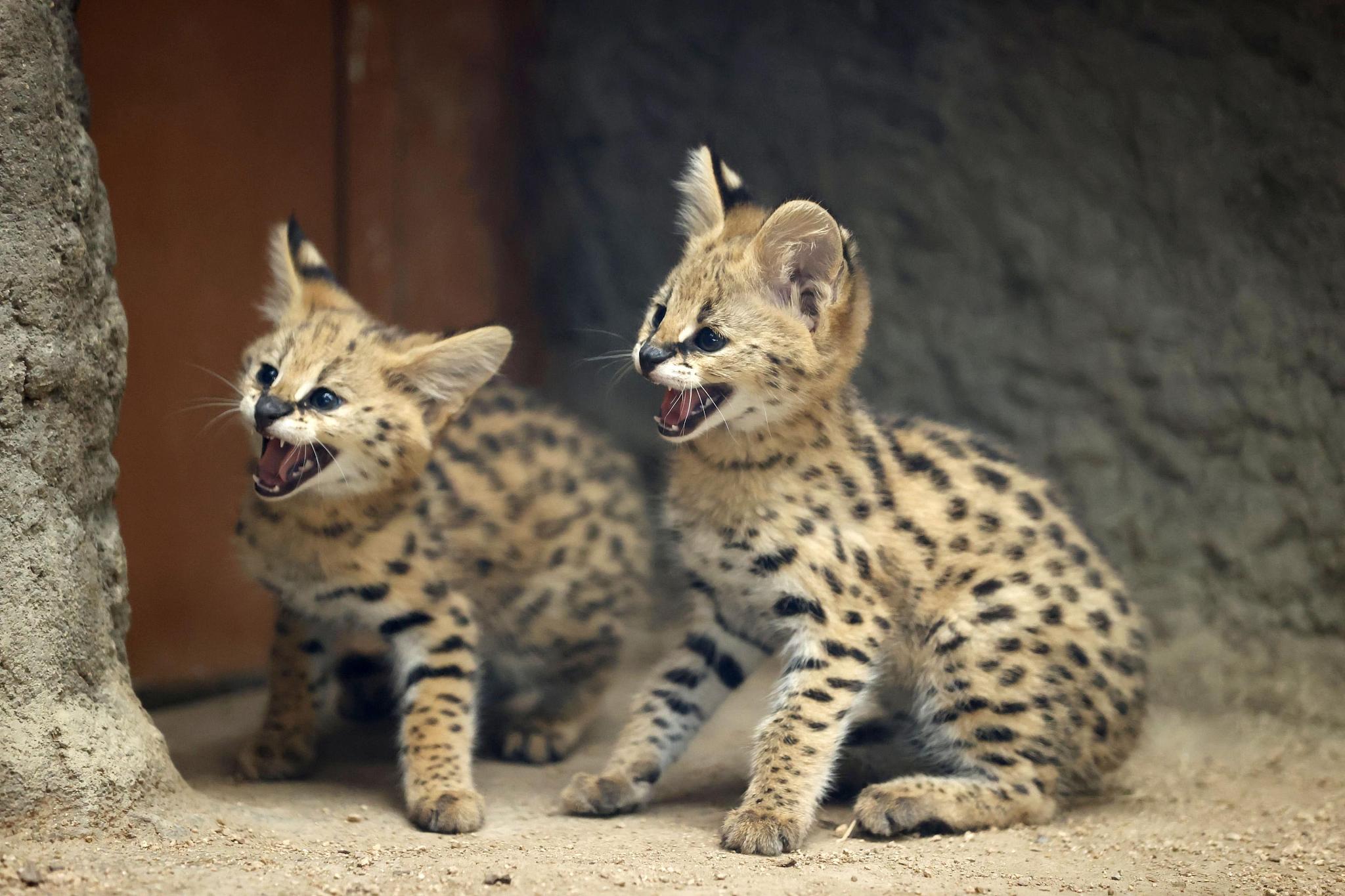 Baby Serval Cat Baby Serval Cat