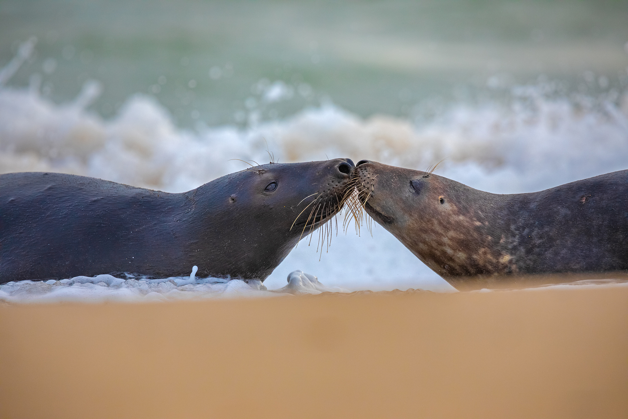 animals kissing