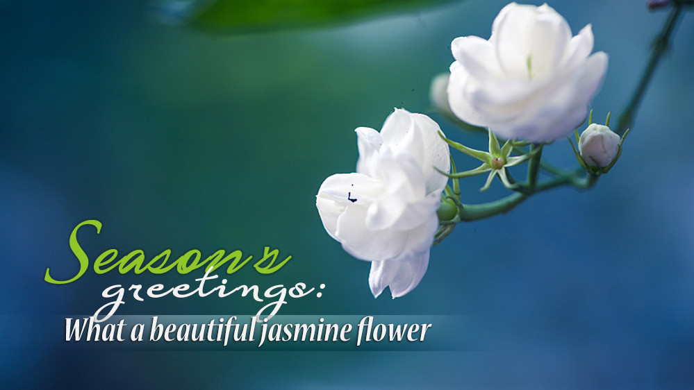 Jasmine Flower Meanings, Folklore & Uses