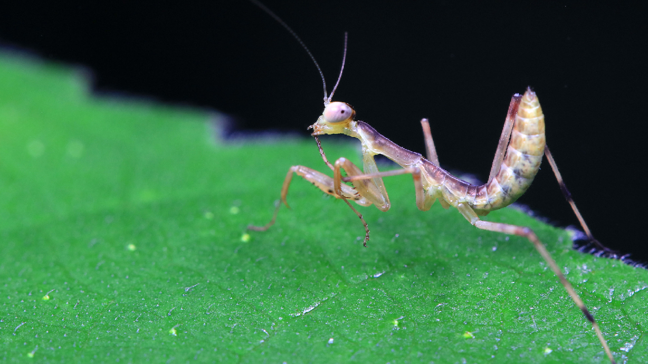Take a look at young mantis under macro lens CGTN