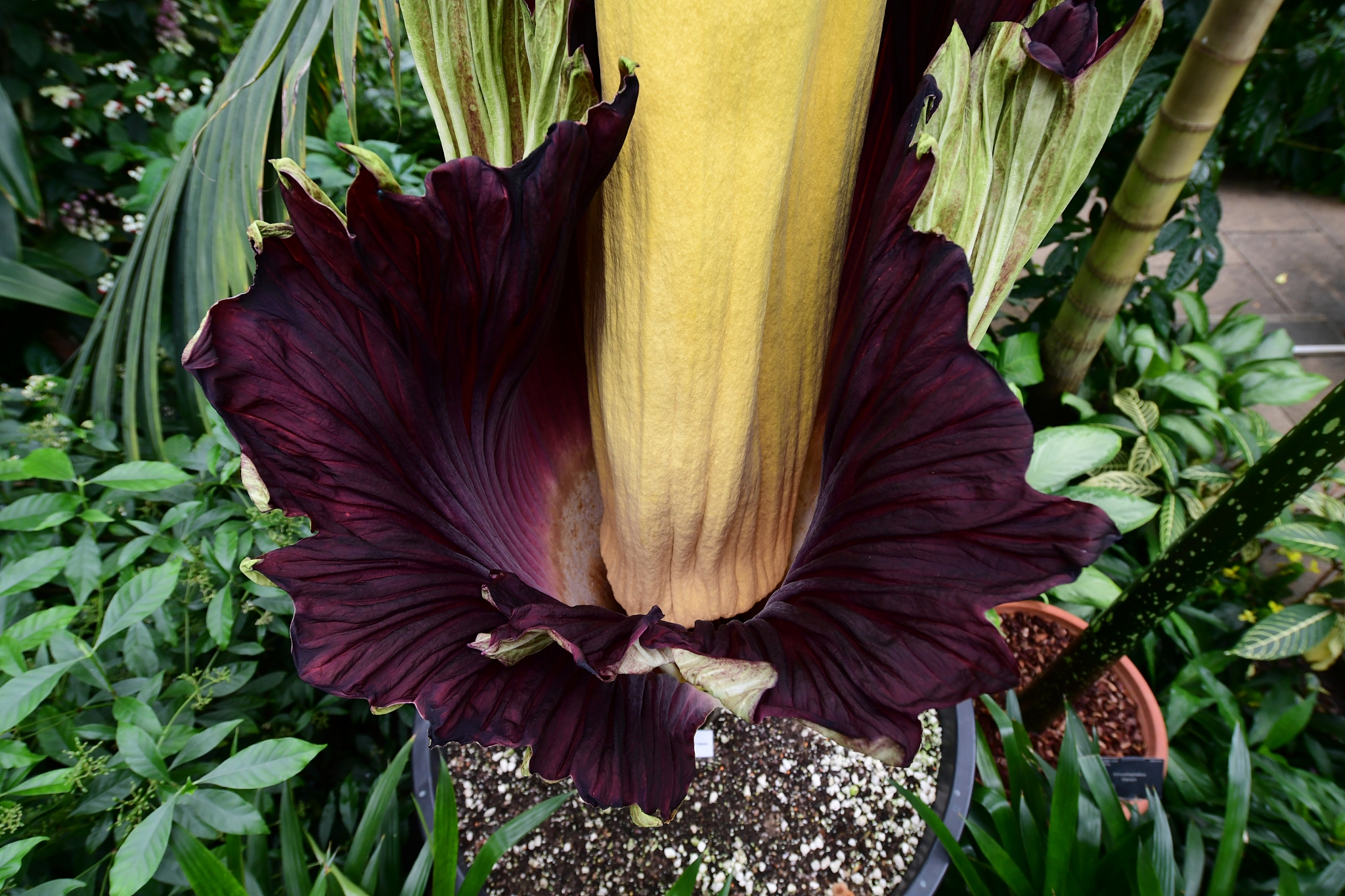 Rare Bloom Of Stinky Titan Arum Plant Cgtn