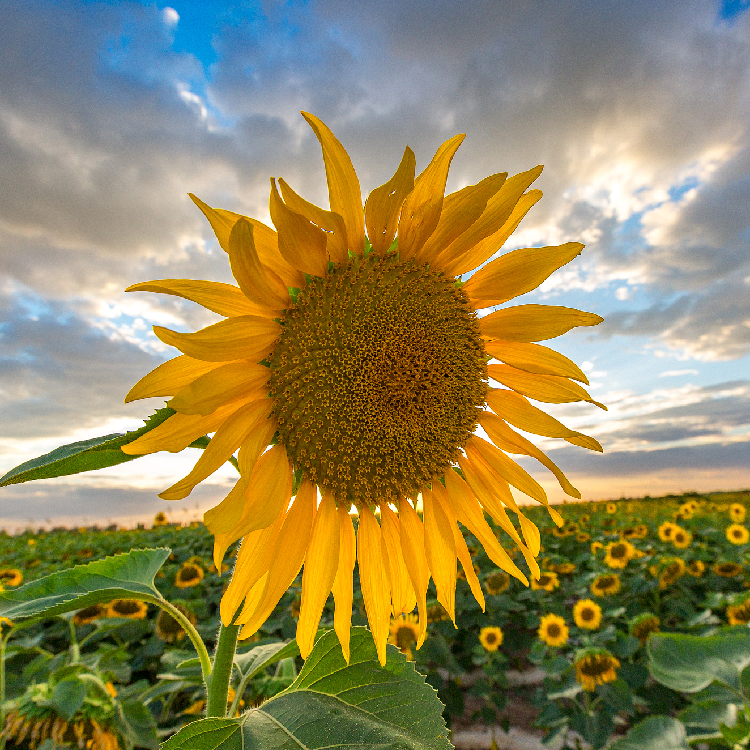 Season's greetings: Sunflower, for whom you emit fragrance - CGTN