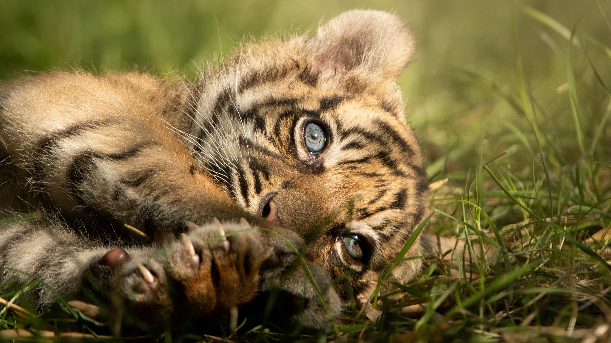 Endangered Bengal tiger cub born at Nicaragua zoo