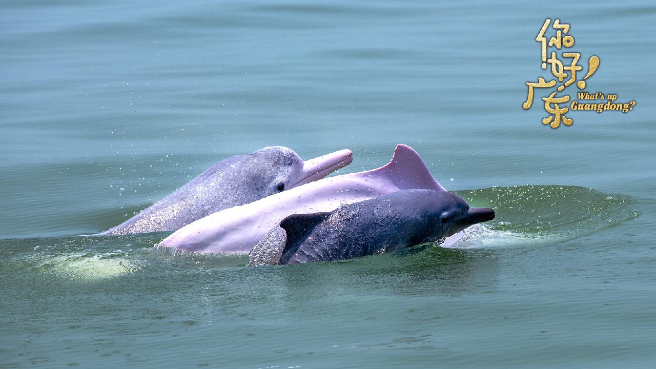 Chinese white dolphins spotted in S China - CGTN