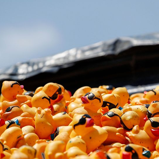 Quak, quak! Rubber ducks race in Chicago River CGTN