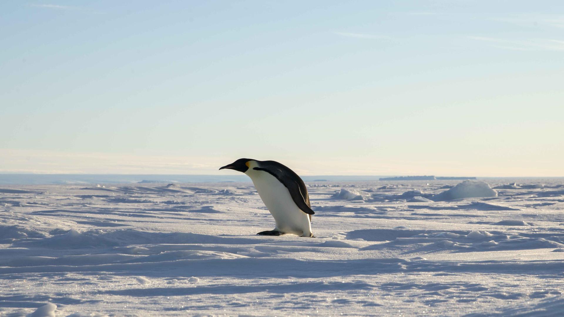 The world could lose another species: This time, an Antarctic icon - CGTN