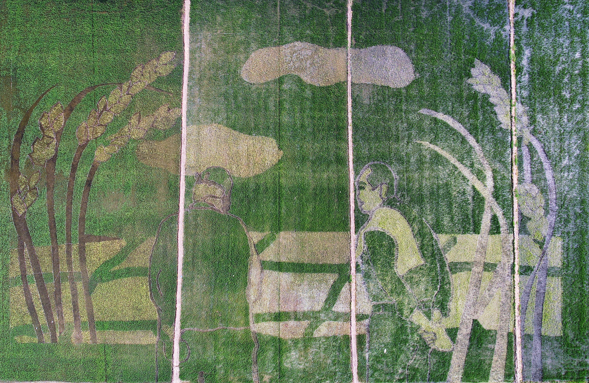 Vivid rice paddy art in E China's Zhejiang CGTN