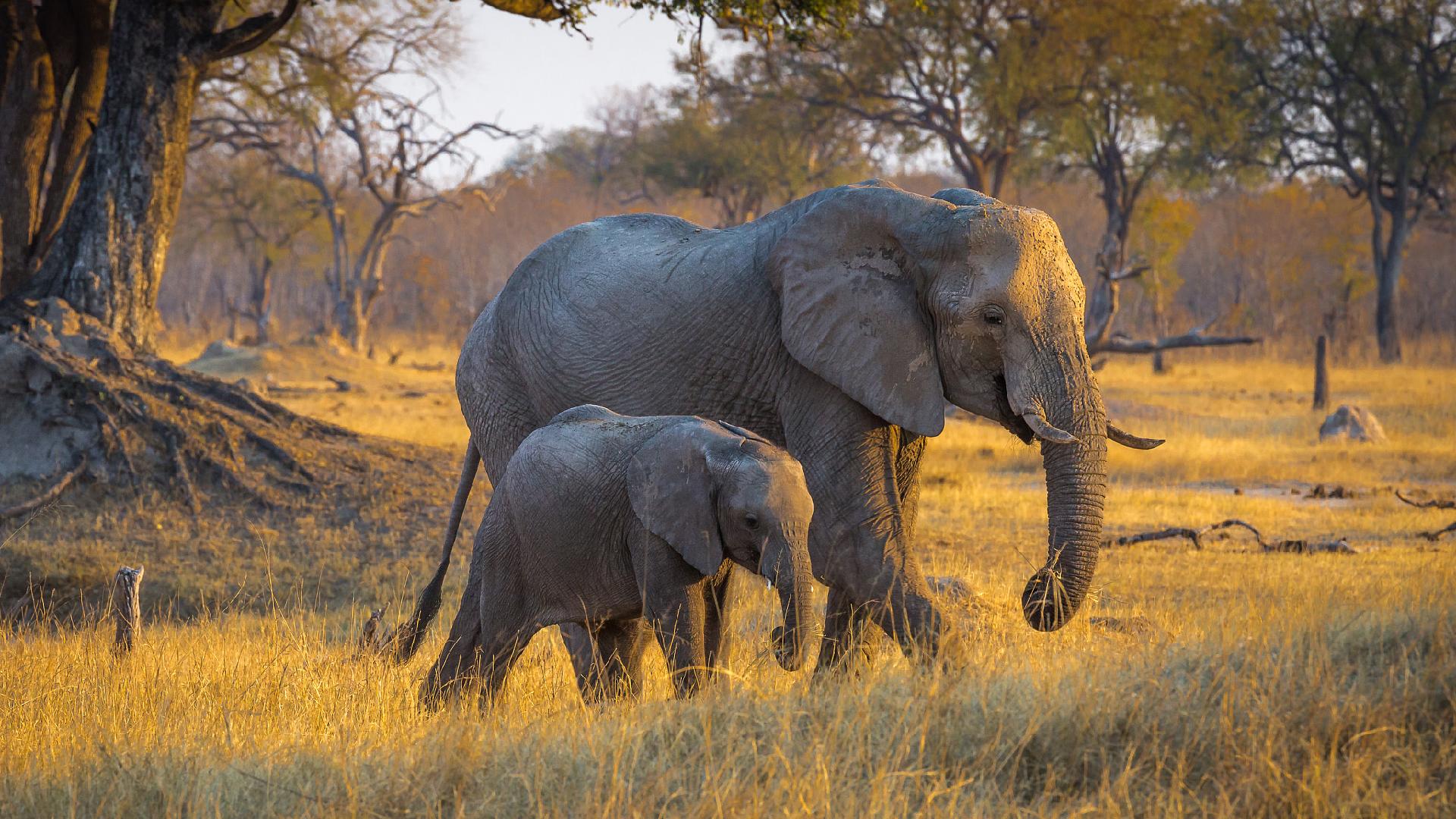 Elephants world. Как ходят слоны в природе. Слон на рассвете. Что едят слоны в природе.