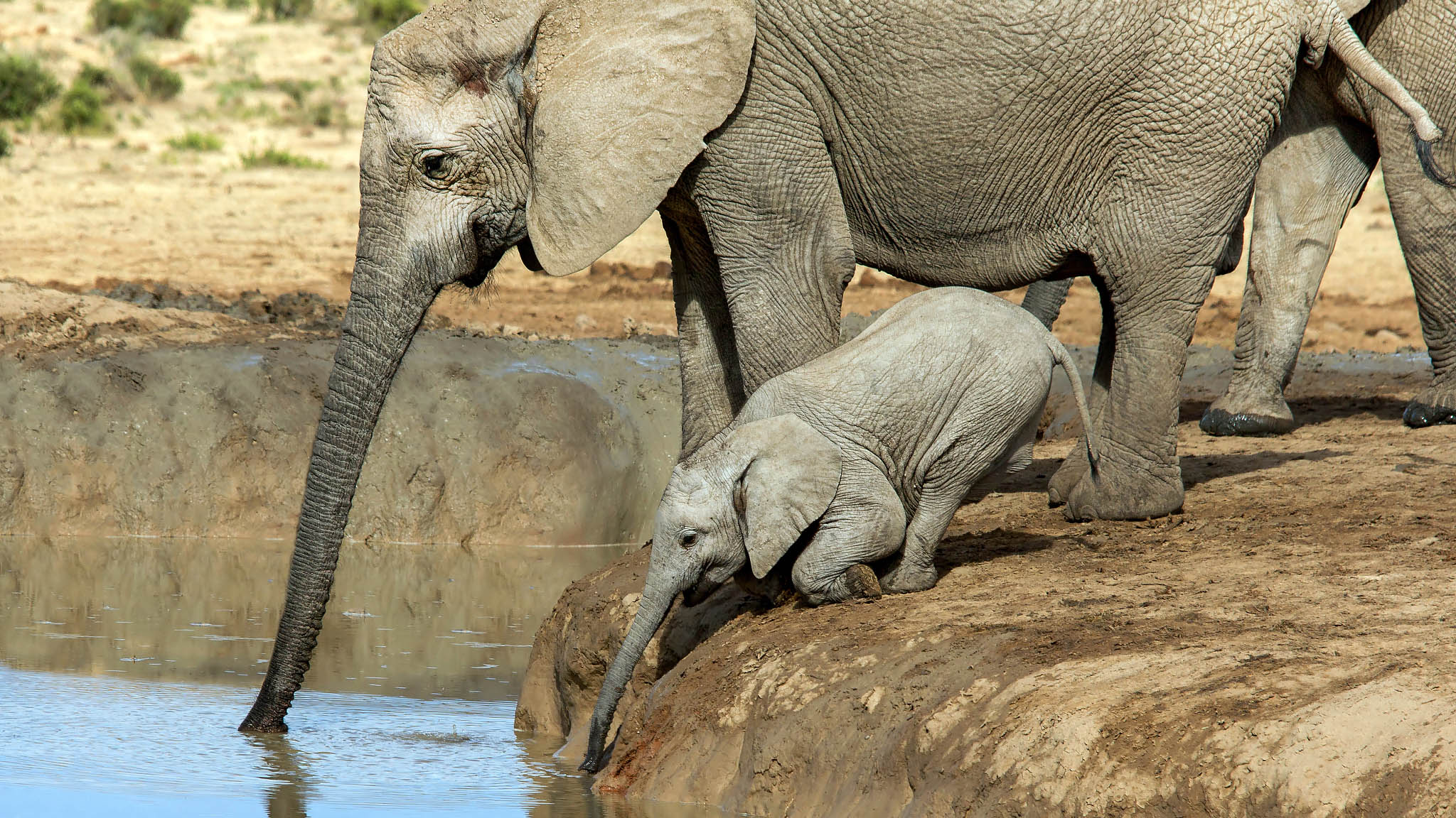 Слоненок новорожденный Африканский