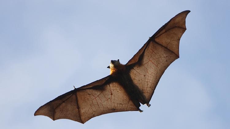 COVID-19 origins: Is it from bats? - CGTN