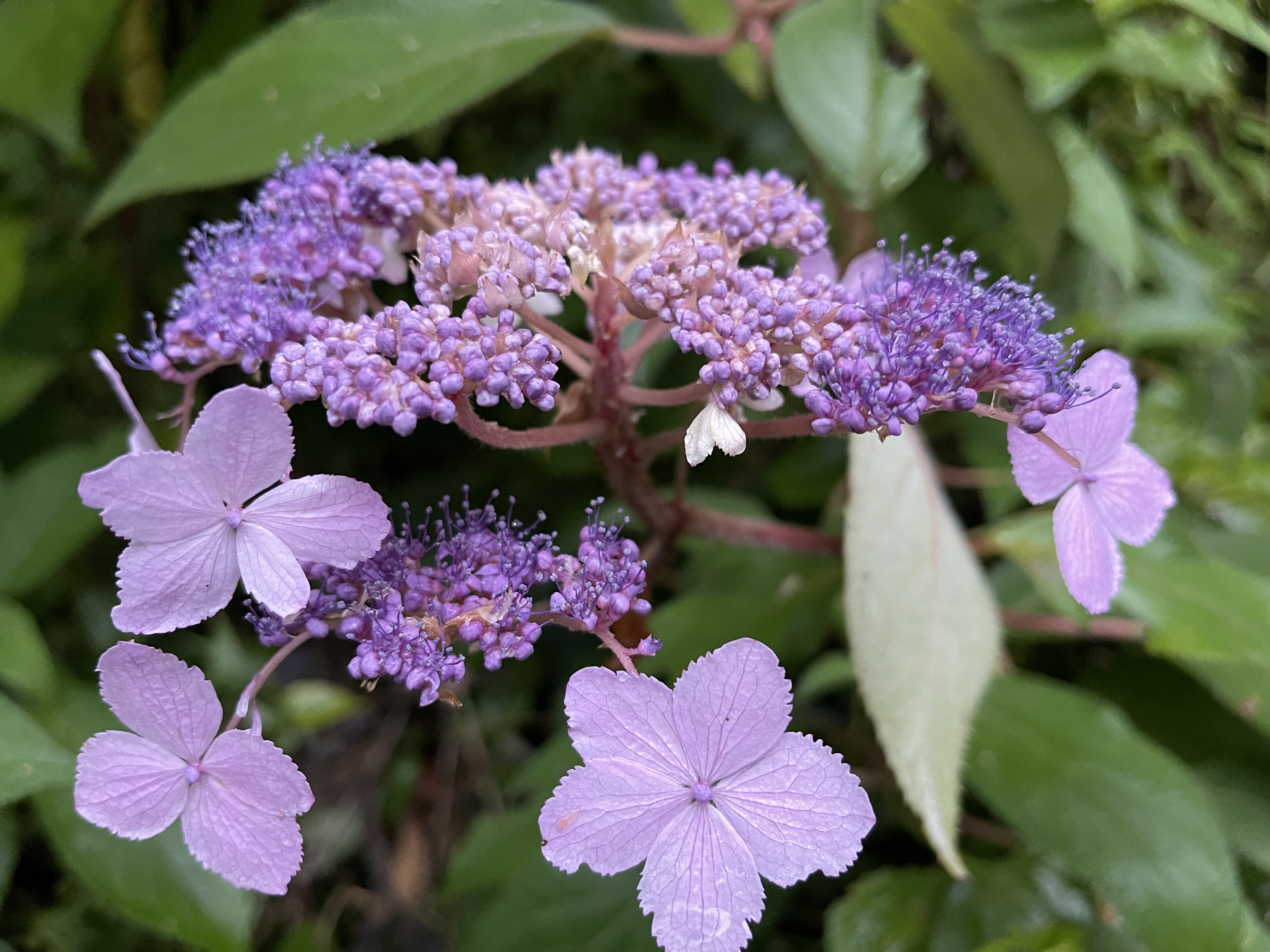 Hydrangea aspera clearance